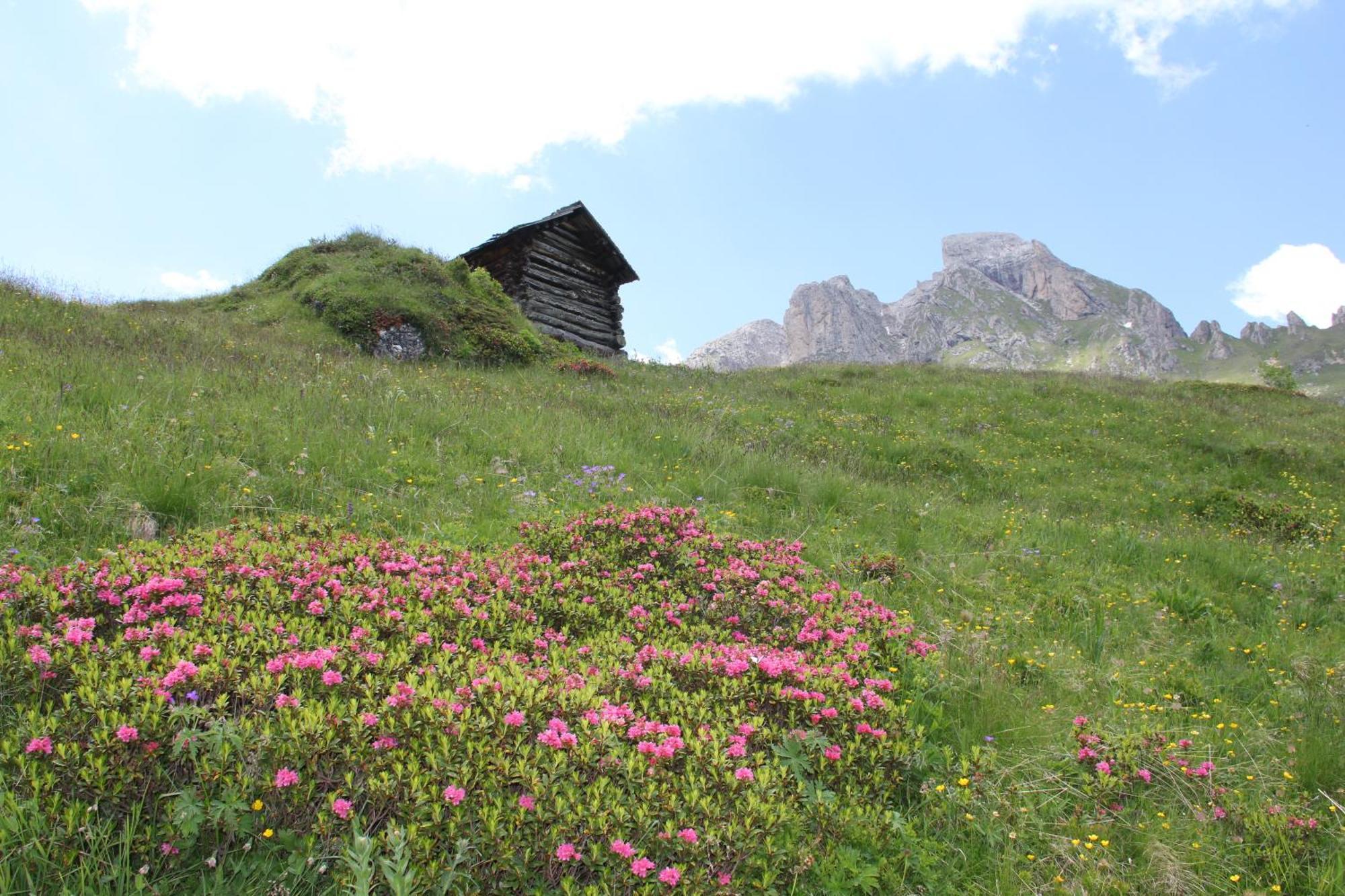 Pensione Arnica San Vigilio Di Marebbe Esterno foto